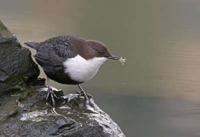 <i class='fa fa-user'></i> Gejo Wassink |   Waterspreeuw  <i class='fa fa-eye'> 325</i>  <i class='fa fa-thumbs-up'> 18</i>   <i class='fa fa-comment-o'> 6</i>