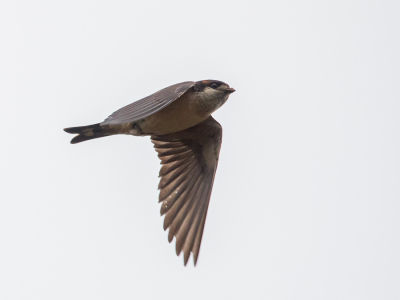 <i class='fa fa-user'></i> Paul van Giersbergen |   Preuss' Klifzwaluw  <i class='fa fa-eye'> 172</i>   <i class='fa fa-comment-o'> 1</i>