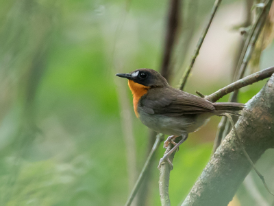 <i class='fa fa-user'></i> Paul van Giersbergen |   Bosakalat  <i class='fa fa-eye'> 168</i>   <i class='fa fa-comment-o'> 1</i>