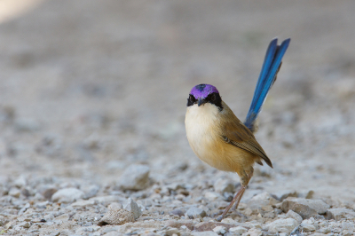 <i class='fa fa-user'></i> Kees de Jager |   Purperkruinelfje  <i class='fa fa-eye'> 206</i>  <i class='fa fa-thumbs-up'> 4</i>   <i class='fa fa-comment-o'> 6</i>