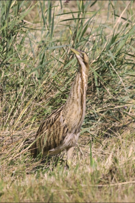 Door werkzaamheden in het natuurgebied was het waterniveau sterk verlaagd.Daardoor moest de roerdomp uit het riet komen om het water nog te bereiken.Bijna 2 uur uit de begroeiing geweest.Soms zo dichtbij,dat alleen staand formaat mogelijk was.Enorm aantal opnames gemaakt.Soms heb je geluk,ter compensatie voor al die keren,dat je pech hebt.