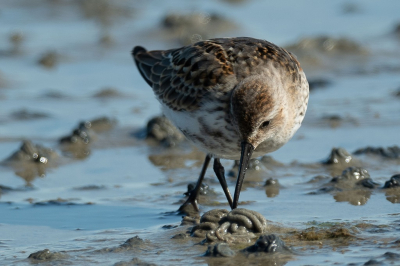 Langs de Waddendijk op zoek naar trekvogels tref ik een zeer zeldzame dwaalgast. De Alaskastrandloper.