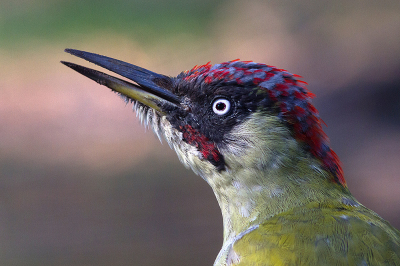 Deze Groene Specht was lekker nieuwsgierig, moest zelfs achteruit in de schuilhut om hem scherp te krijgen met 300mm uit de hand.