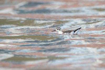 <i class='fa fa-user'></i> Hans Overduin |   Grauwe Franjepoot  <i class='fa fa-eye'> 262</i>  <i class='fa fa-thumbs-up'> 9</i>   <i class='fa fa-comment-o'> 7</i>