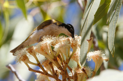 <i class='fa fa-user'></i> Kees de Jager |   Witkinhoningeter  <i class='fa fa-eye'> 99</i>  <i class='fa fa-thumbs-up'> 1</i>   <i class='fa fa-comment-o'> 0</i>