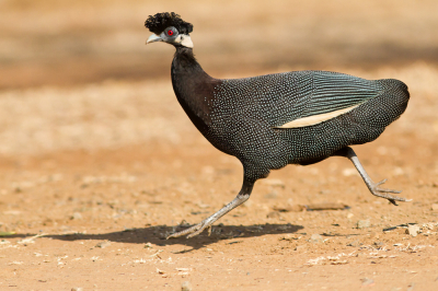 <i class='fa fa-user'></i> JHR |   Kroonparelhoen  <i class='fa fa-eye'> 171</i>   <i class='fa fa-comment-o'> 1</i>