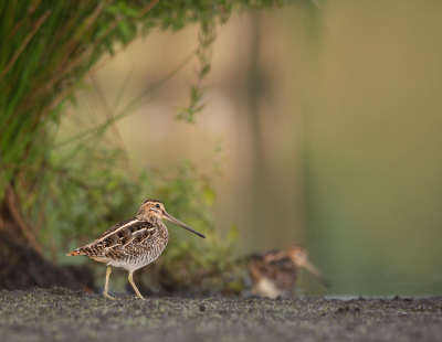 <i class='fa fa-user'></i> keesvanderklauw |   Watersnip  <i class='fa fa-eye'> 402</i>  <i class='fa fa-thumbs-up'> 22</i>   <i class='fa fa-comment-o'> 16</i>