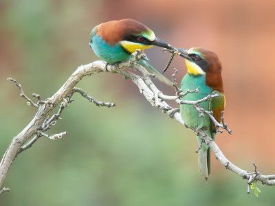 <i class='fa fa-user'></i> Marcel van der Tol |   Bijeneter  <i class='fa fa-eye'> 313</i>  <i class='fa fa-thumbs-up'> 12</i>   <i class='fa fa-comment-o'> 7</i>