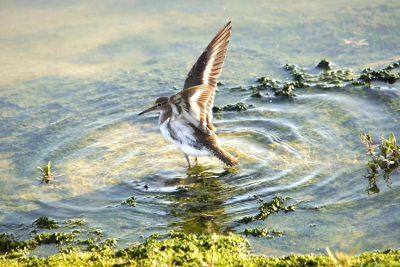 na een dag vogelskijken en fotograferen zijn we naar Stellendam geweest naar de nieuwe vogelkijkhut "TIJ" en daar hebben we mooie foto's kunnen maken van deze Oeverloper