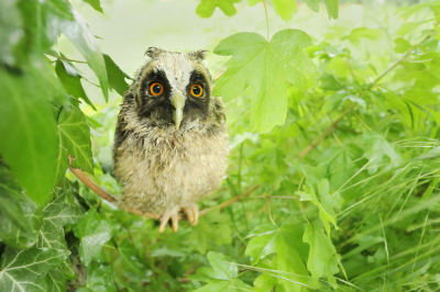 <i class='fa fa-user'></i> thijsglastra |   Ransuil  <i class='fa fa-eye'> 450</i>  <i class='fa fa-thumbs-up'> 11</i>   <i class='fa fa-comment-o'> 15</i>