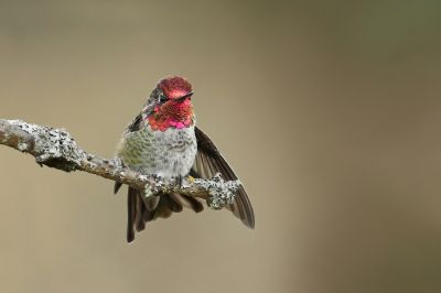 <i class='fa fa-user'></i> Frank Kremer |   Anna's Kolibrie  <i class='fa fa-eye'> 284</i>  <i class='fa fa-thumbs-up'> 14</i>   <i class='fa fa-comment-o'> 10</i>