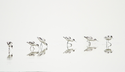 <i class='fa fa-user'></i> Erna Koelman |   Kluut  <i class='fa fa-eye'> 239</i>  <i class='fa fa-thumbs-up'> 7</i>   <i class='fa fa-comment-o'> 10</i>