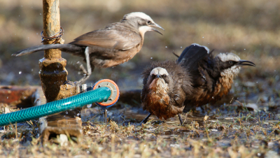 <i class='fa fa-user'></i> Kees de Jager |   Grijskruinbabbelaar  <i class='fa fa-eye'> 197</i>   <i class='fa fa-comment-o'> 5</i>