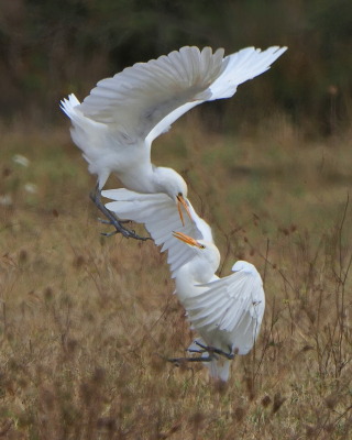 <i class='fa fa-user'></i> corvanspijk |   Koereiger  <i class='fa fa-eye'> 346</i>  <i class='fa fa-thumbs-up'> 14</i>   <i class='fa fa-comment-o'> 6</i>