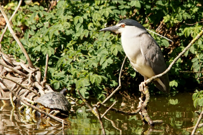 In een park midden in een stad zaten enkele Kwakken, die zich redelijk goed lieten zien en fotograferen.