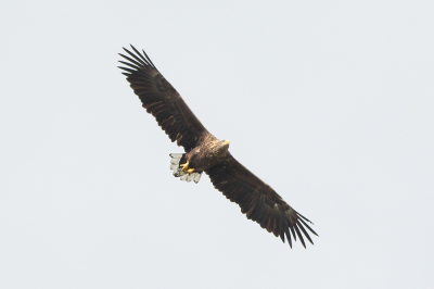 Een van de twee zeearenden die een zeldzaam bezoek brachten aan mijn lokaal natuurgebied, de polders van Kruibeke in Belgi.