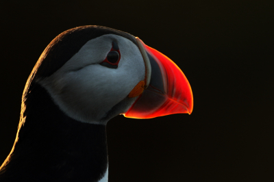 <i class='fa fa-user'></i> sam |   Papegaaiduiker  <i class='fa fa-eye'> 393</i>  <i class='fa fa-thumbs-up'> 31</i>   <i class='fa fa-comment-o'> 13</i>