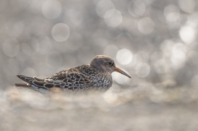 <i class='fa fa-user'></i> Hans Overduin |   Paarse Strandloper  <i class='fa fa-eye'> 205</i>  <i class='fa fa-thumbs-up'> 6</i>   <i class='fa fa-comment-o'> 10</i>