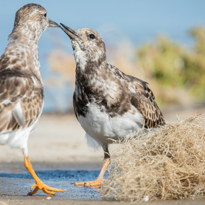 Ik twijfelde of ik deze zou uploaden vanwege het feit een halve vogel en een beetje krap bovenaan. Maar ik vind het wel een leuke gedragsfoto... De steenlopers waren aan het wroeten in het gedroogde spul, waar ik de naam niet van weet. Ze vonden daar wat eetbaars in, insecten waarschijnlijk? Ik heb nog op internet gezocht maar kon het niet vinden.