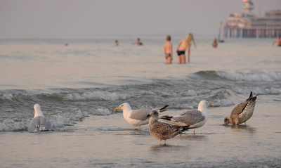 <i class='fa fa-user'></i> josephine |   Zilvermeeuw  <i class='fa fa-eye'> 330</i>  <i class='fa fa-thumbs-up'> 14</i>   <i class='fa fa-comment-o'> 17</i>