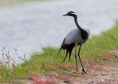 Wellicht door de oostenwind is deze Kraanvogel verder van z'n route afgeweken, z'n groep kwijtgeraakt en in de omgeving van Sassenheim terecht gekomen.