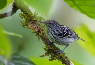 <i class='fa fa-user'></i> charlysax |   Pacifische Miersluiper  <i class='fa fa-eye'> 138</i>  <i class='fa fa-thumbs-up'> 5</i>   <i class='fa fa-comment-o'> 1</i>