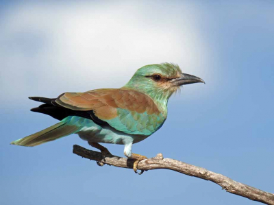 Beautiful European roller posing on tree branch in sunlight against a blue / white sky background