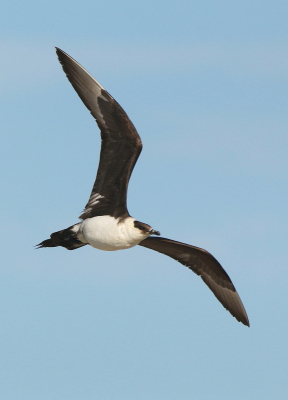 <i class='fa fa-user'></i> rixte |   Kleine Jager  <i class='fa fa-eye'> 260</i>  <i class='fa fa-thumbs-up'> 5</i>   <i class='fa fa-comment-o'> 4</i>