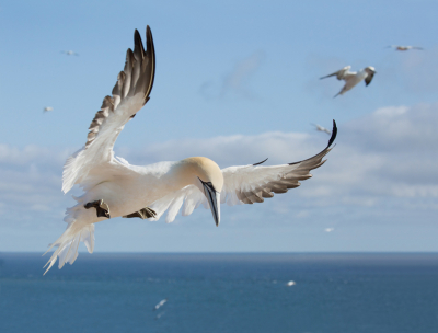 <i class='fa fa-user'></i> keesvanderklauw |   Jan-van-gent  <i class='fa fa-eye'> 473</i>  <i class='fa fa-thumbs-up'> 30</i>   <i class='fa fa-comment-o'> 11</i>