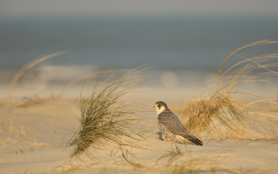 <i class='fa fa-user'></i> Henk Wiebe van der Meulen |   Slechtvalk  <i class='fa fa-eye'> 432</i>  <i class='fa fa-thumbs-up'> 14</i>   <i class='fa fa-comment-o'> 6</i>