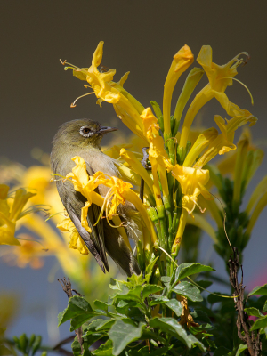 Deze endemische soort voor Zuidelijk Afrika is daar erg algemeen, deze was dan ook vanuit de luie stoel in de tuin te fotograferen. Beetje druk door die bloemen, maar een keertje los op een takje zitten was er niet bij. De Afrikaanse naam "Kaapse Glasogie" klinkt, net als met veel andere soorten, toch wat mooier dan de Nederlandse naam....