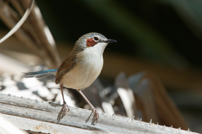 <i class='fa fa-user'></i> Kees de Jager |   Purperkruinelfje  <i class='fa fa-eye'> 152</i>   <i class='fa fa-comment-o'> 3</i>