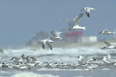 <i class='fa fa-user'></i> Nol Baarschers |   Grote Stern  <i class='fa fa-eye'> 272</i>  <i class='fa fa-thumbs-up'> 3</i>   <i class='fa fa-comment-o'> 5</i>