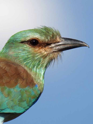 European Roller enjoying the South African sunlight. Photo taken making use of the excellent capabilities of the Nikon P900.