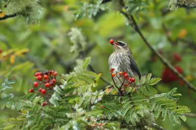 <i class='fa fa-user'></i> Frank Kremer |   Cederpestvogel  <i class='fa fa-eye'> 237</i>   <i class='fa fa-comment-o'> 2</i>