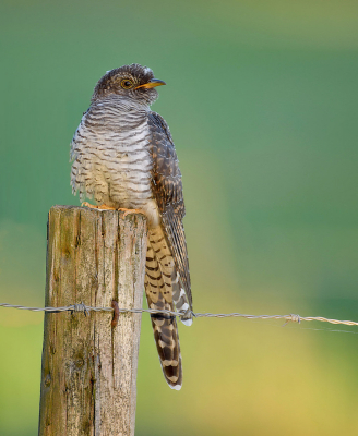 <i class='fa fa-user'></i> Ido |   Koekoek  <i class='fa fa-eye'> 371</i>  <i class='fa fa-thumbs-up'> 12</i>   <i class='fa fa-comment-o'> 10</i>