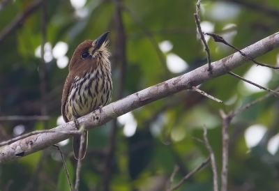 <i class='fa fa-user'></i> charlysax |   Kleine Trappist  <i class='fa fa-eye'> 135</i>  <i class='fa fa-thumbs-up'> 6</i>   <i class='fa fa-comment-o'> 2</i>