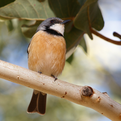 <i class='fa fa-user'></i> Kees de Jager |   Grijsrugfluiter  <i class='fa fa-eye'> 116</i>   <i class='fa fa-comment-o'> 1</i>