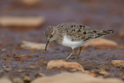 <i class='fa fa-user'></i> Paul van Giersbergen |   Temmincks Strandloper  <i class='fa fa-eye'> 295</i>  <i class='fa fa-thumbs-up'> 5</i>   <i class='fa fa-comment-o'> 4</i>