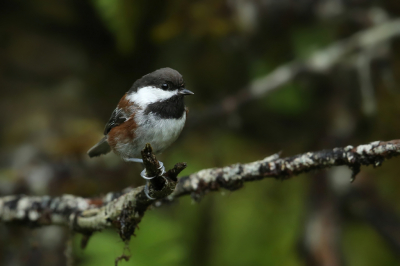 <i class='fa fa-user'></i> Frank Kremer |   Kastanjerugmees  <i class='fa fa-eye'> 229</i>  <i class='fa fa-thumbs-up'> 3</i>   <i class='fa fa-comment-o'> 4</i>