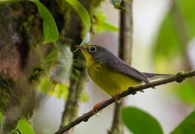 <i class='fa fa-user'></i> charlysax |   Canadese Zanger  <i class='fa fa-eye'> 141</i>  <i class='fa fa-thumbs-up'> 4</i>   <i class='fa fa-comment-o'> 2</i>