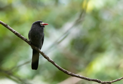 <i class='fa fa-user'></i> charlysax |   Witvoorhoofdtrappist  <i class='fa fa-eye'> 125</i>  <i class='fa fa-thumbs-up'> 2</i>   <i class='fa fa-comment-o'> 0</i>