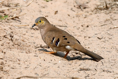 <i class='fa fa-user'></i> Rob Strijker |   Camposduif  <i class='fa fa-eye'> 169</i>  <i class='fa fa-thumbs-up'> 1</i>   <i class='fa fa-comment-o'> 4</i>