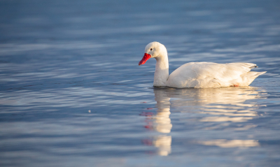 <i class='fa fa-user'></i> Lennart Verheuvel |   Coscoroba  <i class='fa fa-eye'> 186</i>   <i class='fa fa-comment-o'> 3</i>