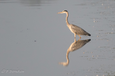 Deze Blauwe Reiger staat mooi in het licht zodat er een mooie reflectie te zien is