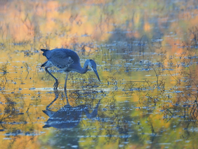 Alleen maar een blauwe reiger doet niemands hart sneller kloppen. In dit kleurrijke decor hopelijk wel. Dit moment was maar kort precies op het moment dat de zon opkomt. Daarna vervagen de kleuren al snel.