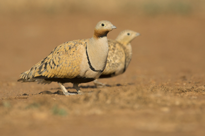 <i class='fa fa-user'></i> Luc Meert |   Zwartbuikzandhoen  <i class='fa fa-eye'> 245</i>  <i class='fa fa-thumbs-up'> 2</i>   <i class='fa fa-comment-o'> 4</i>