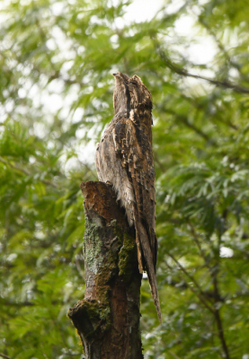 <i class='fa fa-user'></i> Rob Strijker |   Wigstaartreuzennachtzwaluw  <i class='fa fa-eye'> 200</i>   <i class='fa fa-comment-o'> 1</i>