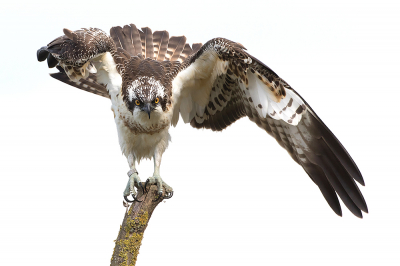 <i class='fa fa-user'></i> Tom |   Visarend  <i class='fa fa-eye'> 291</i>  <i class='fa fa-thumbs-up'> 6</i>   <i class='fa fa-comment-o'> 3</i>