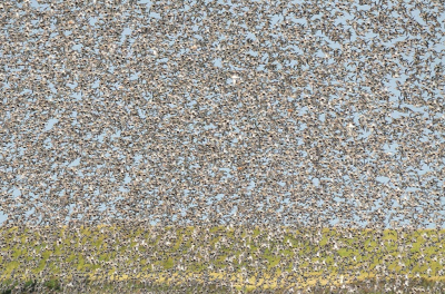 <i class='fa fa-user'></i> Truus Aletta Maan |   Bonte Strandloper  <i class='fa fa-eye'> 476</i>  <i class='fa fa-thumbs-up'> 16</i>   <i class='fa fa-comment-o'> 10</i>